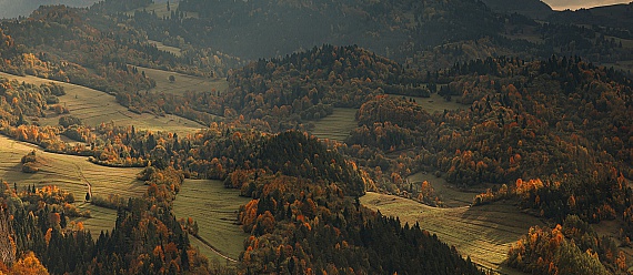 Palenica